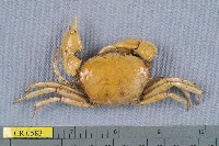 藏品(雙刺靜蟹)的圖片